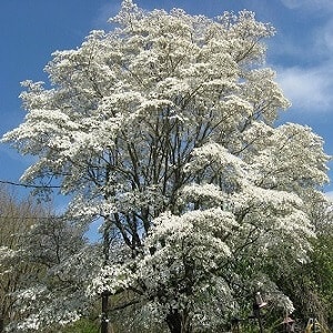 are dogwood trees male and female