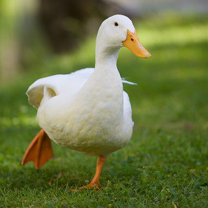 Duck, Definition, Types, & Facts