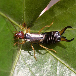 Top 10 Facts about Earwig - Diet, Lifespan, Habitat & More | Facts.net