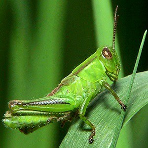 10 Grasshoppers Facts - Behavior, Flight, Movement & More - Facts.net