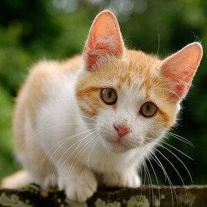 facts about cats and kittens