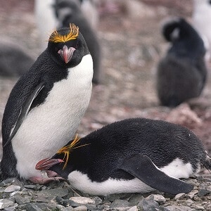Datos sobre los pingüinos macaroni