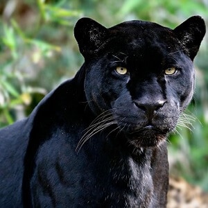 Black panther, Facts, Habitat, & Diet