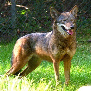 Red Wolf Fakta