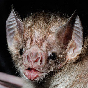 baby vampire bats