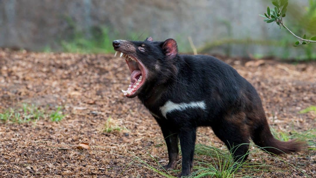 55 Feral Tasmanian Devil Facts That Will Shock You - Facts.net