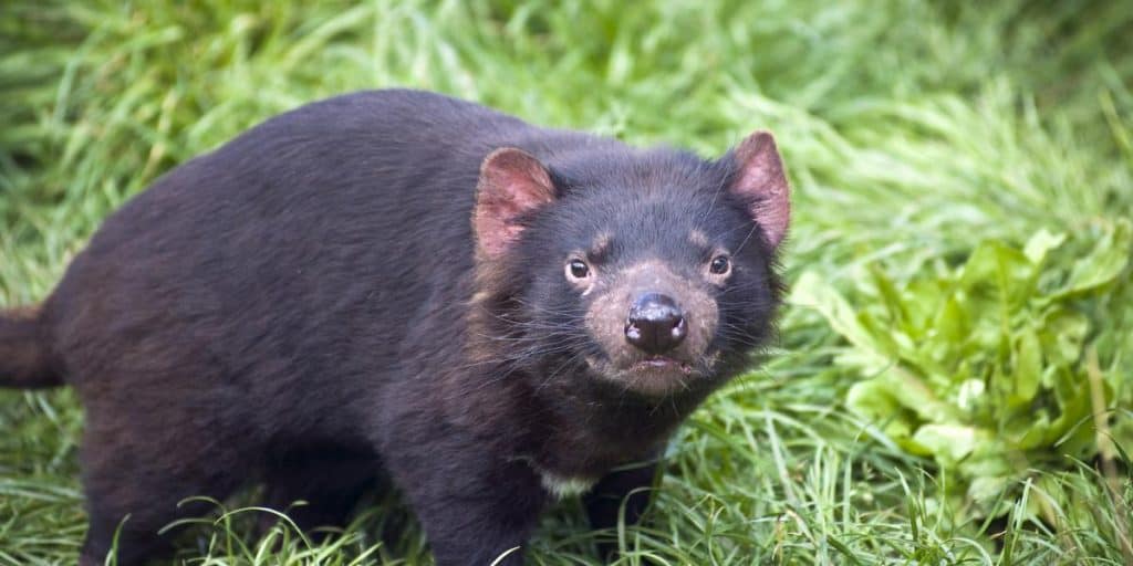 20 Amazing Facts about the Tasmanian Devil! — Bonorong Wildlife Sanctuary