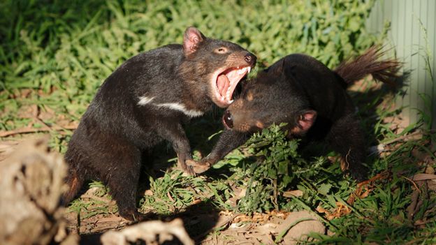 20 Amazing Facts about the Tasmanian Devil! — Bonorong Wildlife