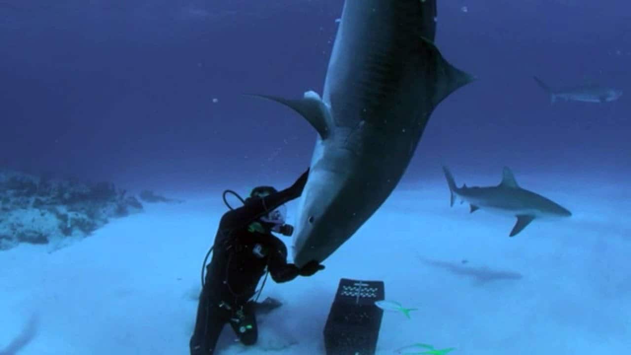 shark facts, facts about sharks, great white shark, hammerhead shark