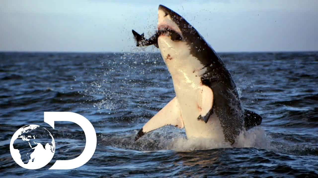 10 cool things about sharks