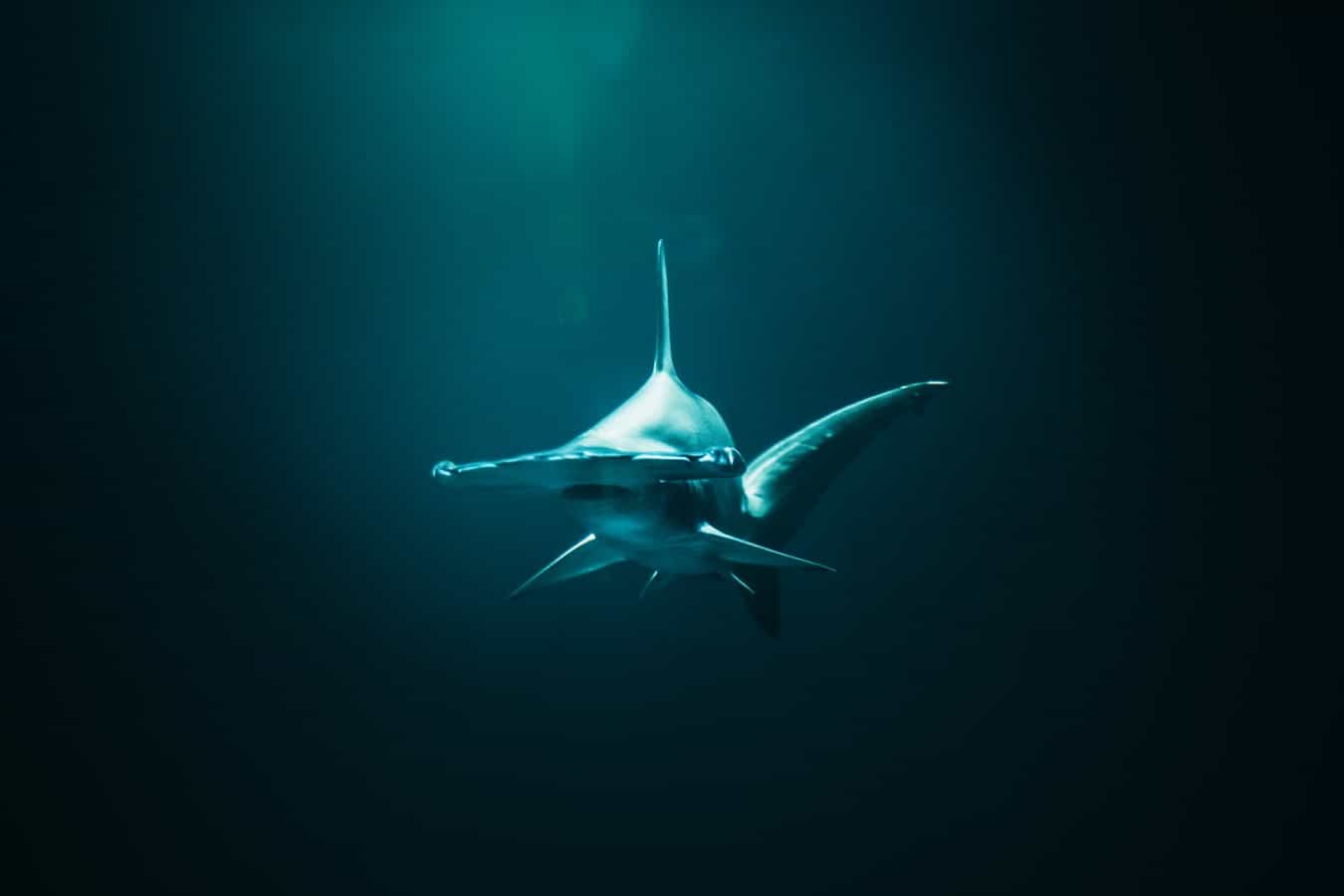 70 Thrilling Shark Facts That Will Surprise You - Facts.net