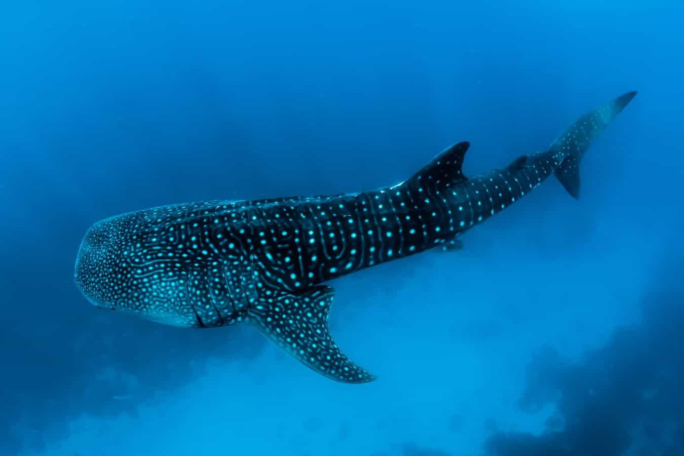 shark facts, facts about sharks, great white shark, hammerhead shark