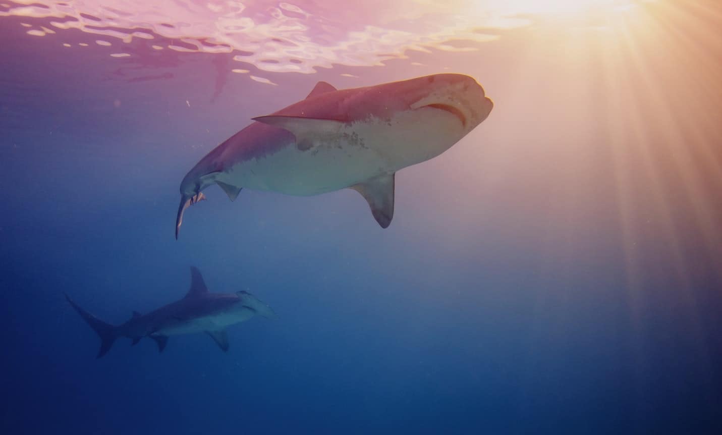 70 Thrilling Shark Facts That Will Surprise You Facts Net