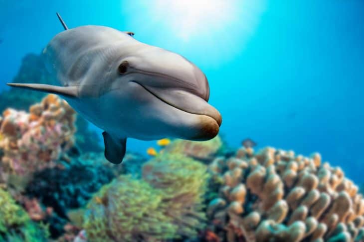 dolphin underwater, dolphin facts