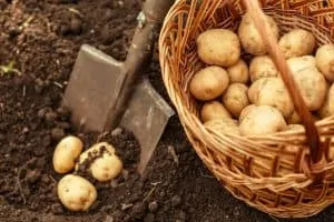 50 Surprising Potato Facts Nobody Tells You About 