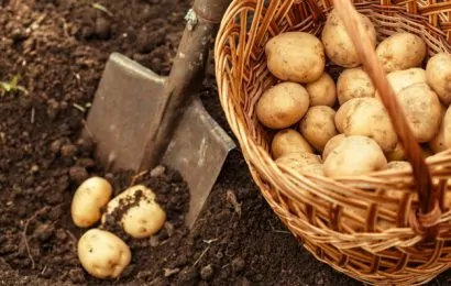 50 Surprising Potato Facts Nobody Tells You About 