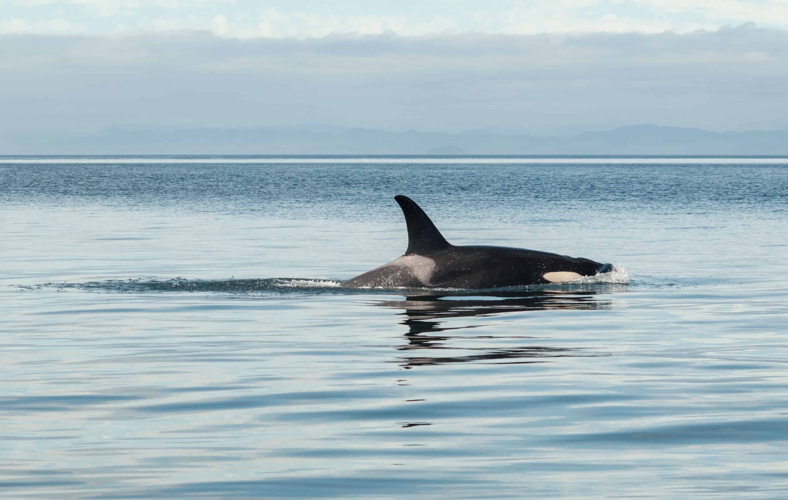 Killer whales, dolphins facts
