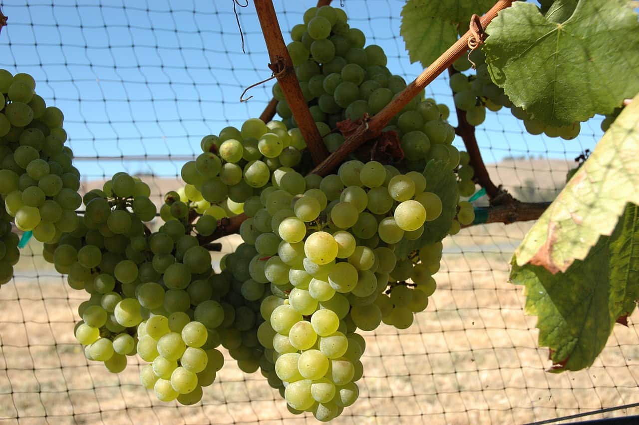 Chardonnay, grapes, wine facts