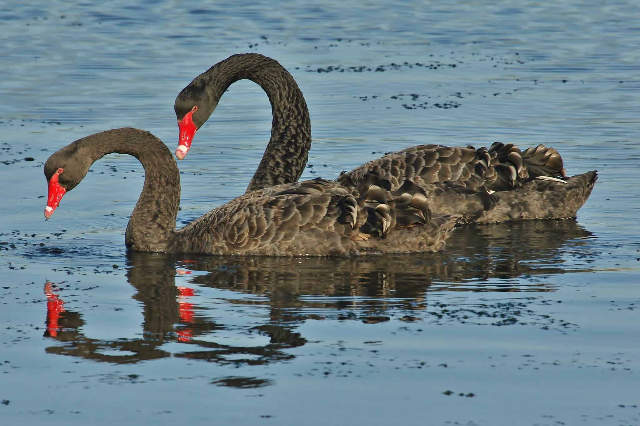 Black swans