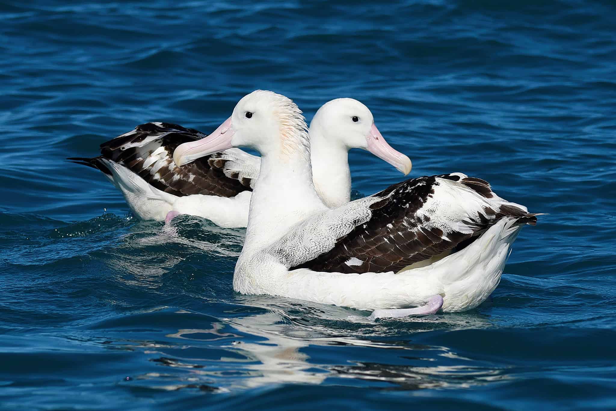 Albatross