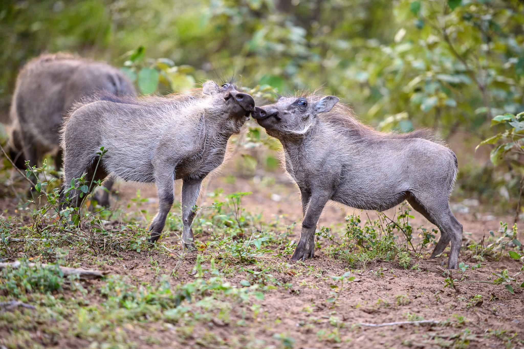 Warthogs