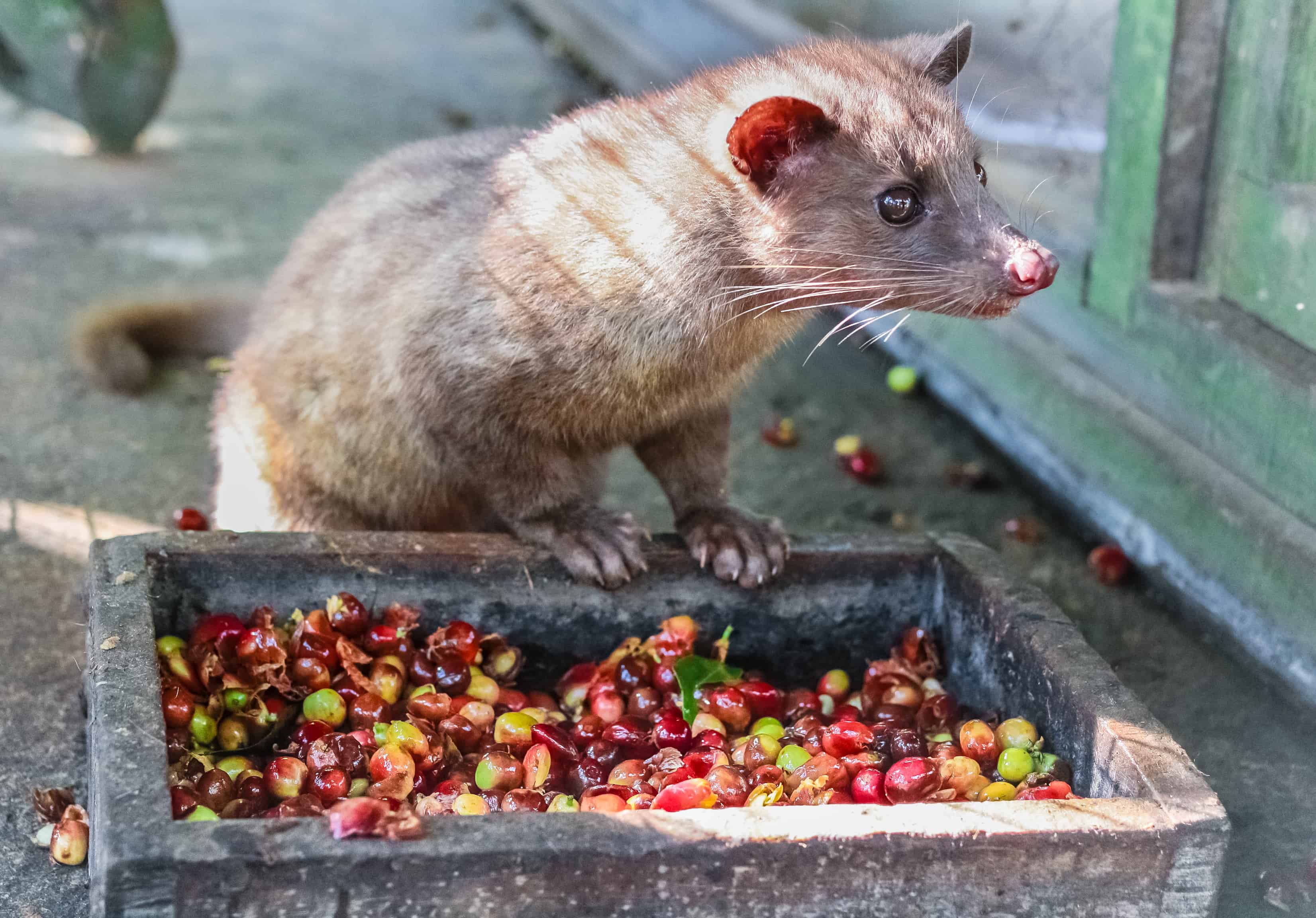 kopi luwak, civet produce most expensive coffee