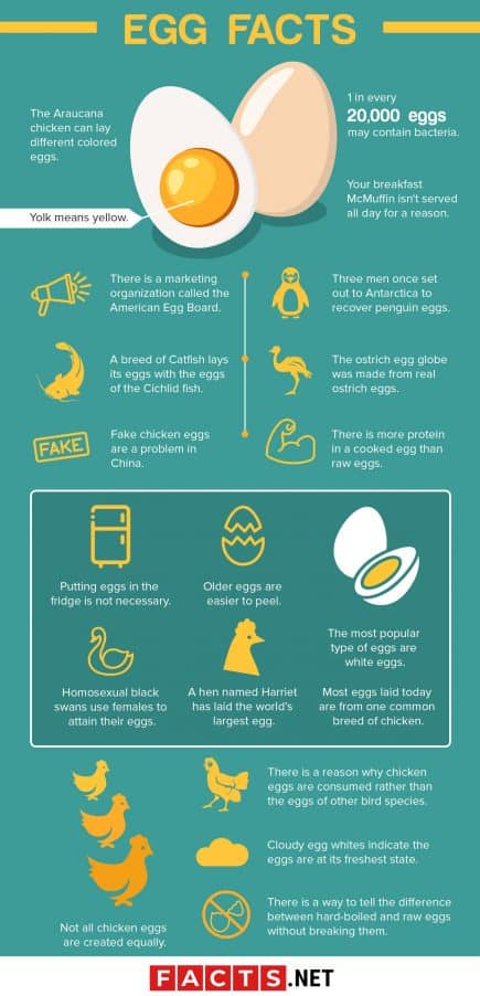 50 Egg Facts That Will Get You Egg-cited - Facts.net