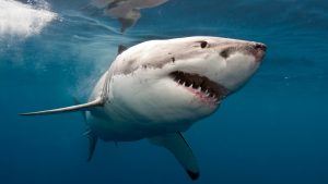 70 Thrilling Shark Facts That Will Surprise You 
