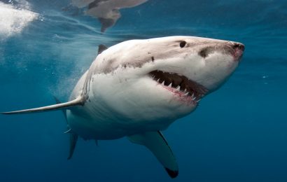 70 Thrilling Shark Facts That Will Surprise You 