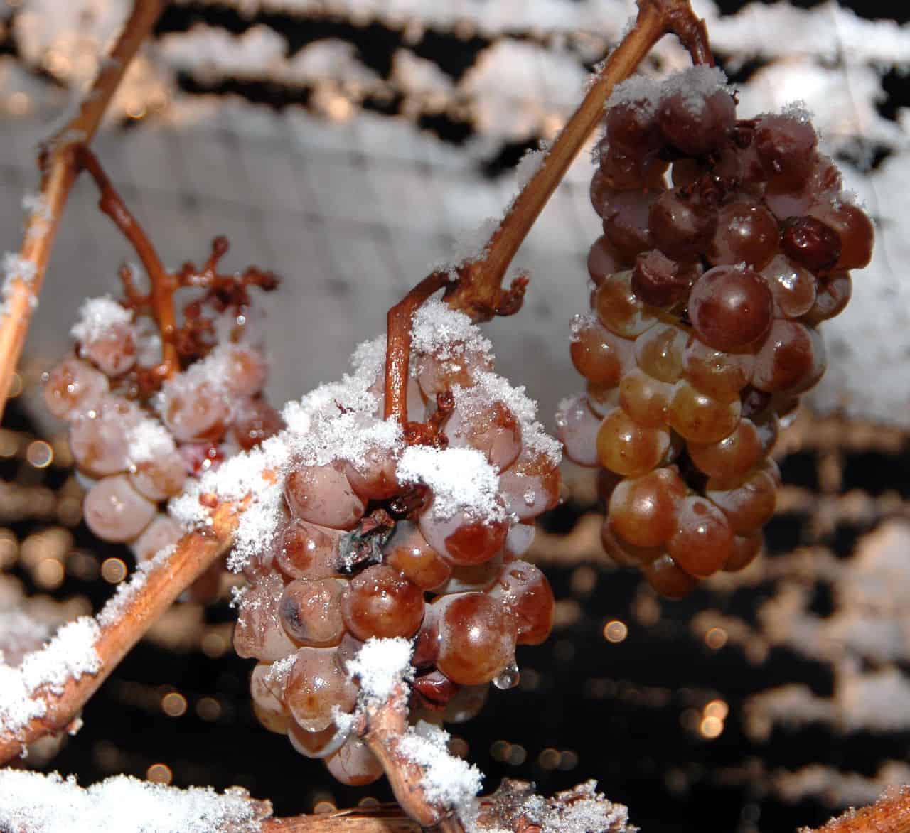 frozen-grapes