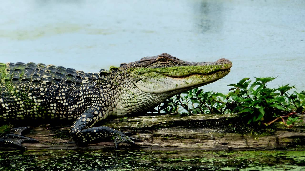 alligators, sex facts