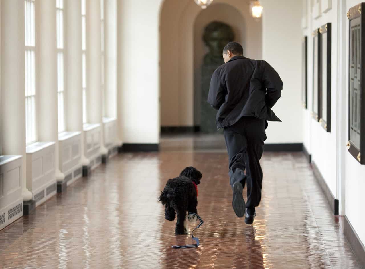 barack obama and dog bo