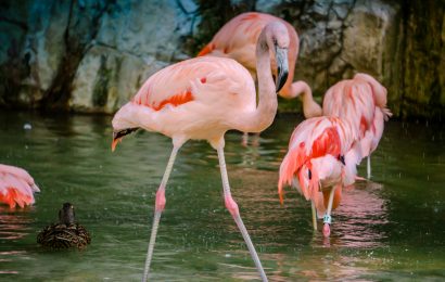 30 Strange Flamingo Facts That You Never Knew About 