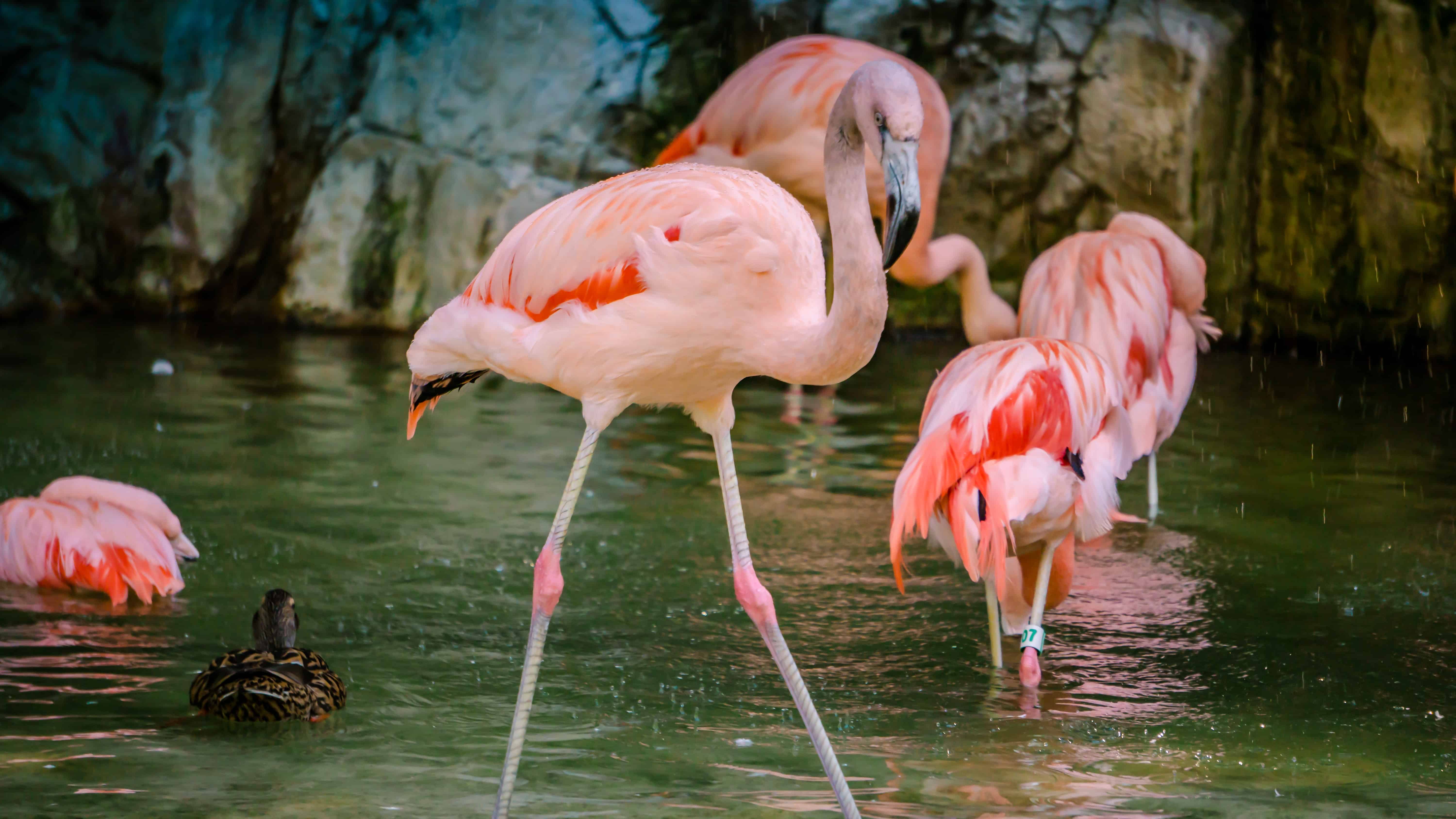 30 Strange Flamingo Facts That You Never Knew About Facts