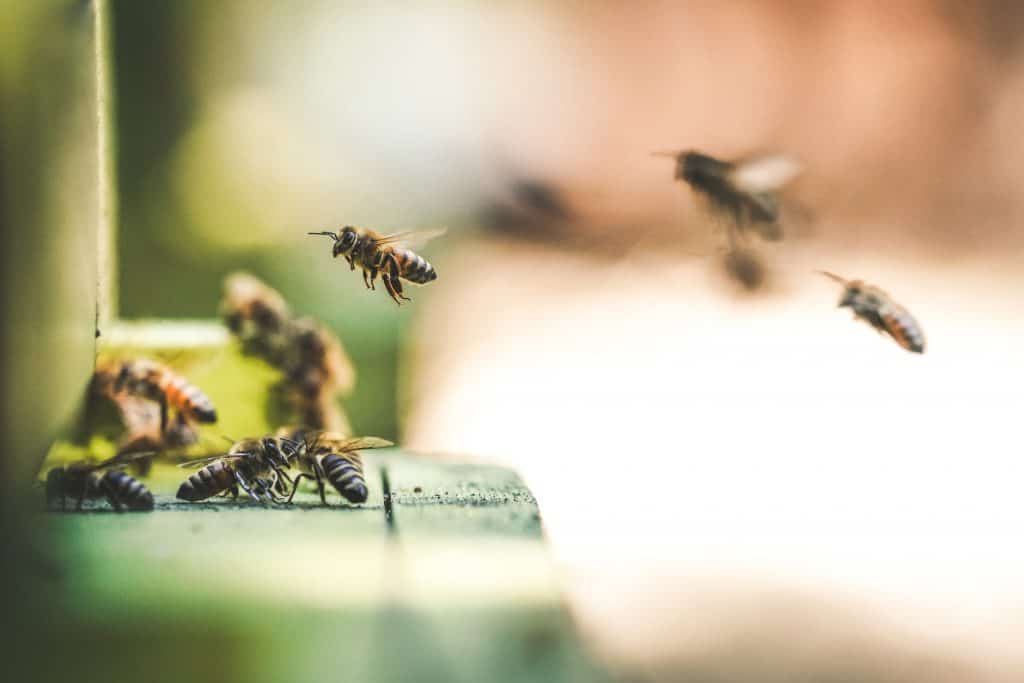 bees number facts