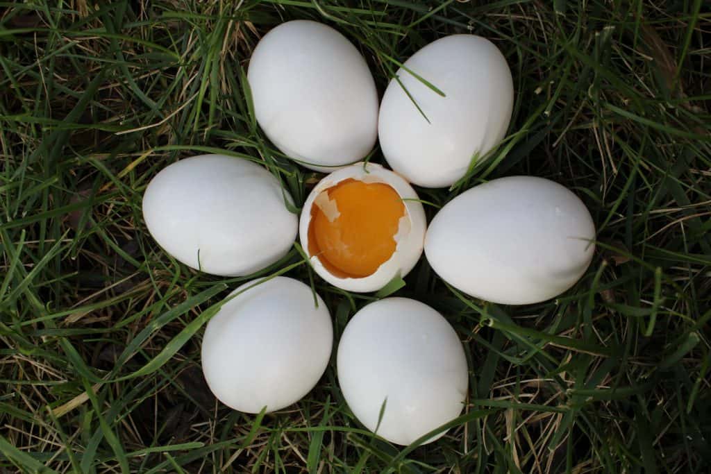 egg cooking facts