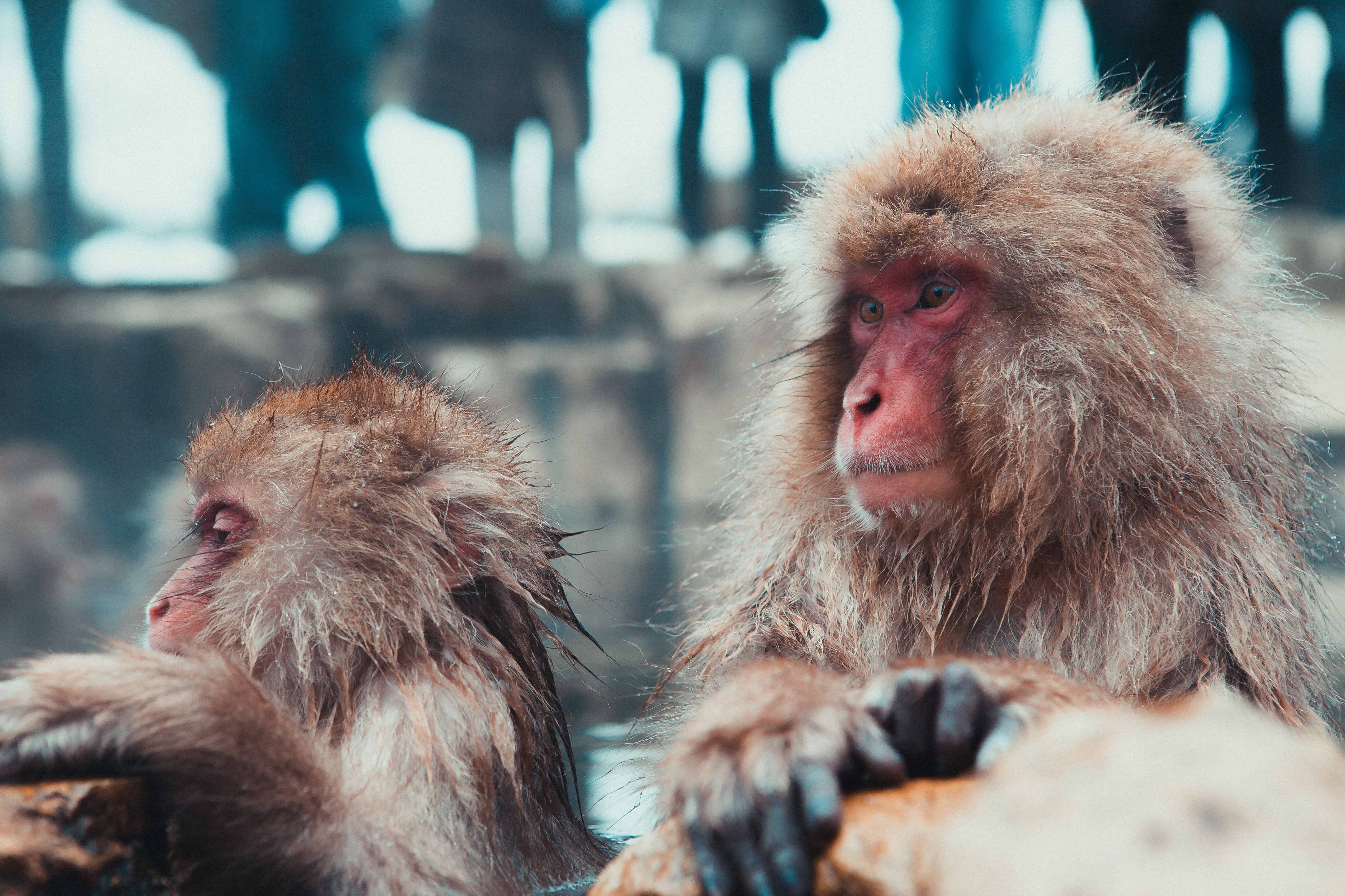 macaques