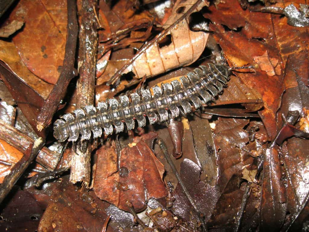 carboniferous fossil facts