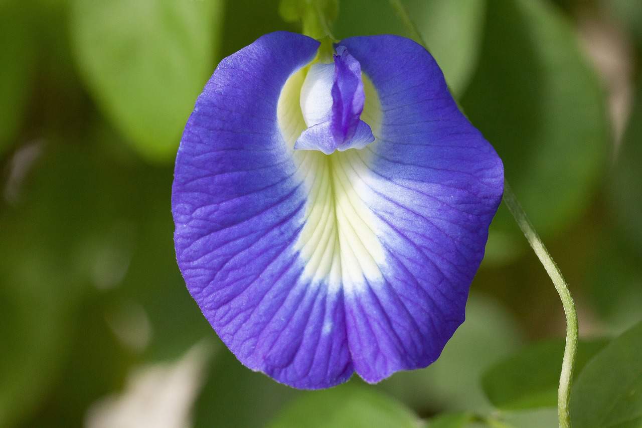 purpose of clitoris, sex facts