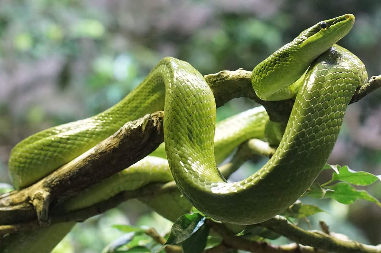 snake stores sperm for 5 years, sex facts