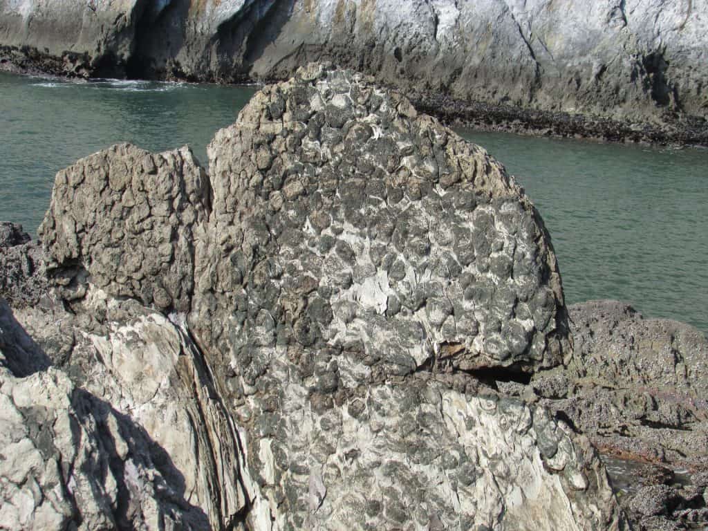 oldest fossil facts