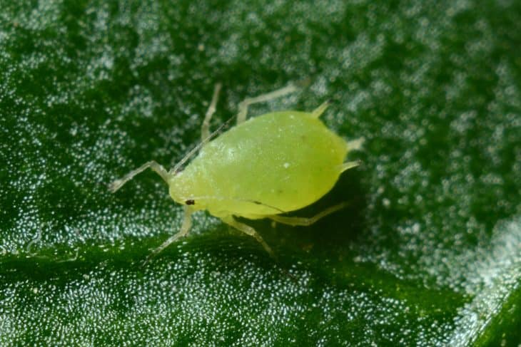 green aphid, parasite facts