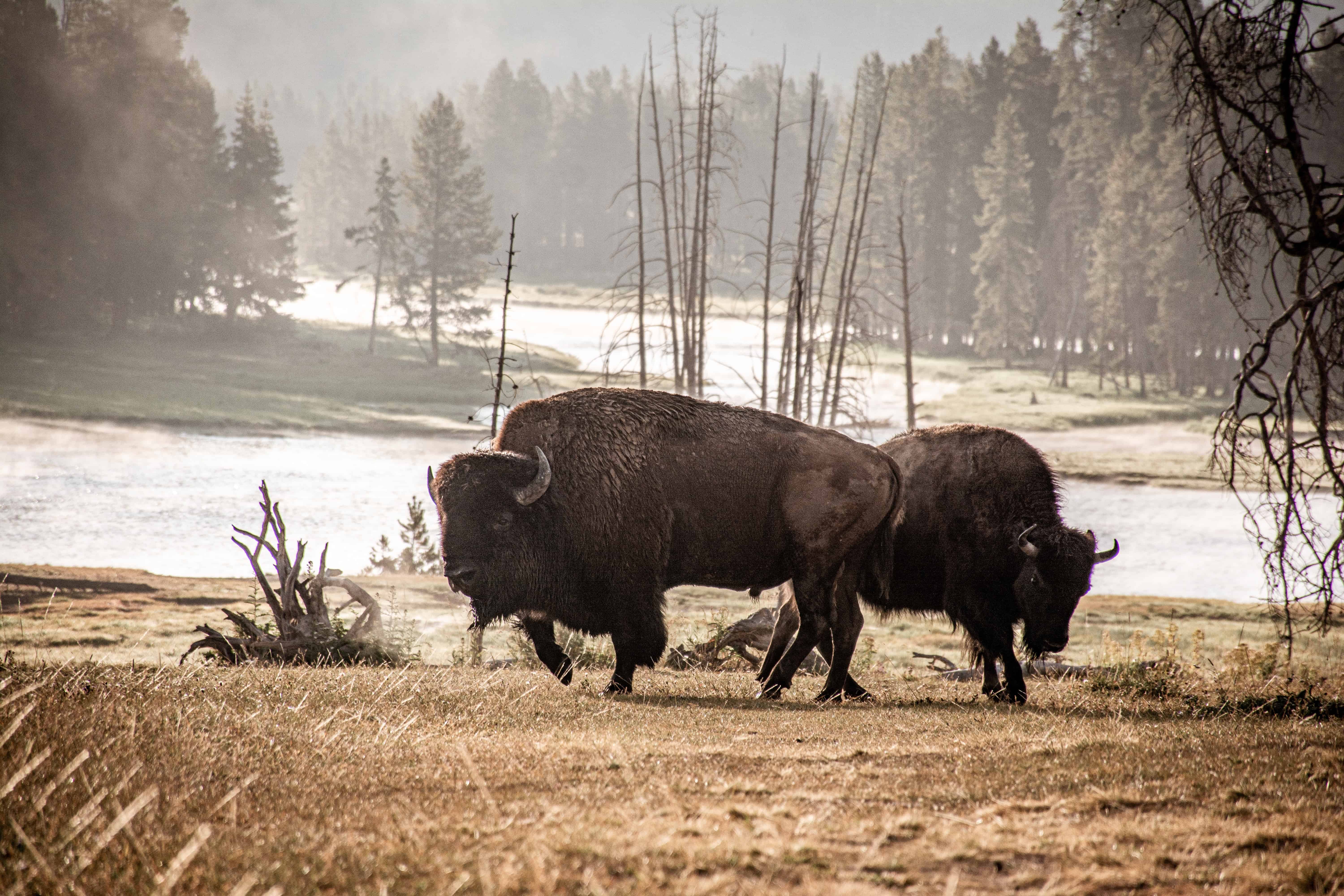 Bison, Bulls