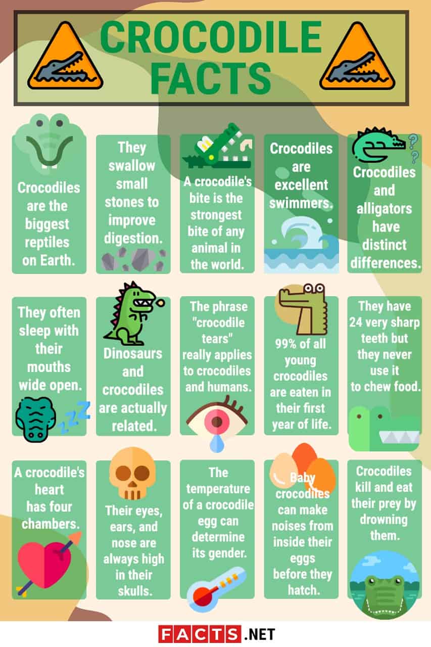 Quick Facts About Saltwater Crocodiles