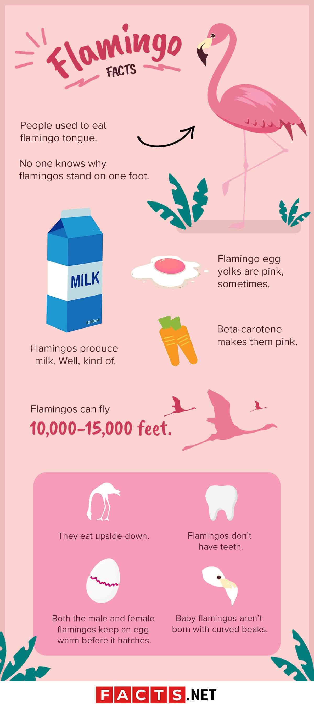 American Flamingo Facts