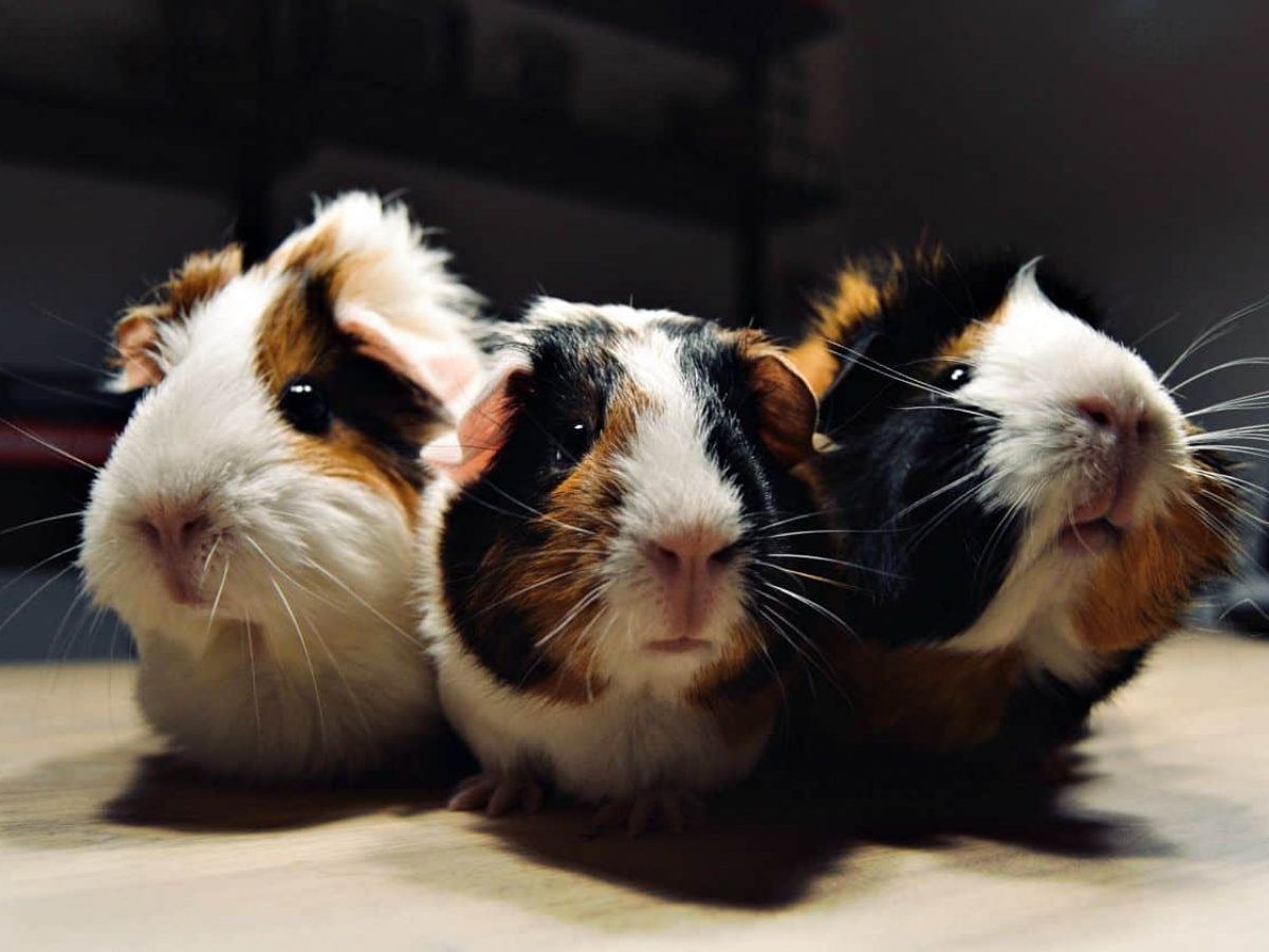 50 Guinea Pig Facts For Pet Owners And Fans Alike Facts Net