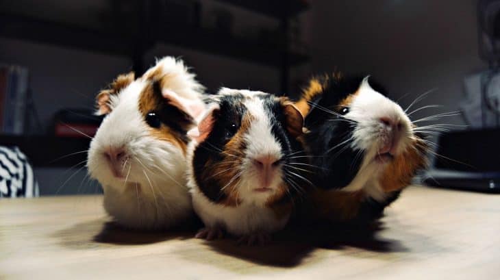 A trio of Guinea Pigs
