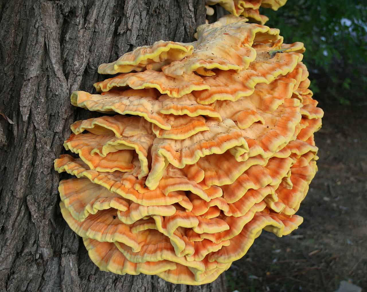 鶏のような味のキノコ、Laetiporus、鶏の事実