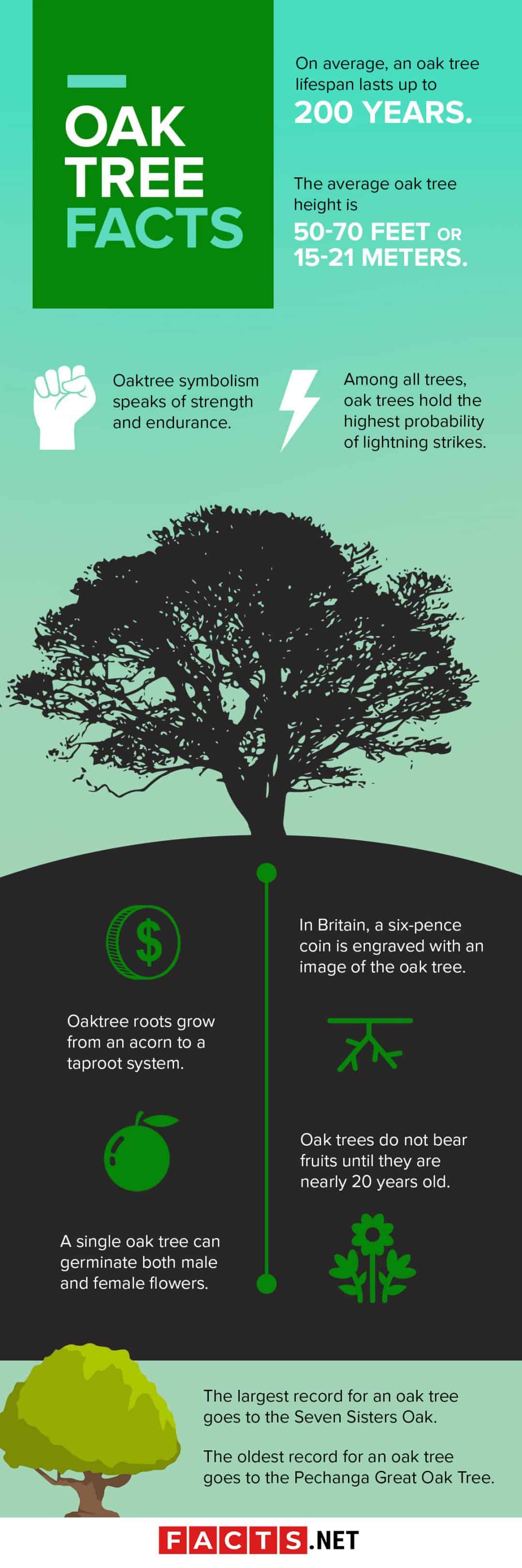 Oak Tree Productivity A Deep Dive Into The Facts - 1febifm