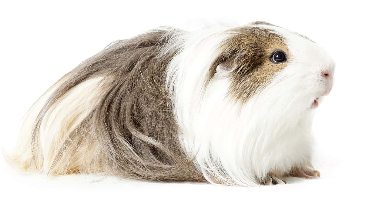 silkie guinea pigs